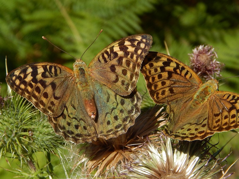 Argynnis aglaja